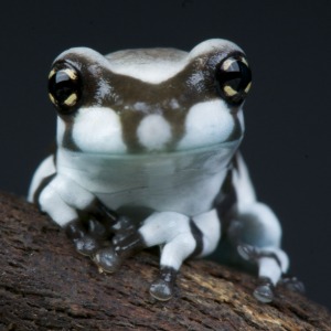 밀키프록 (블랙바) 베이비 Milk frog baby