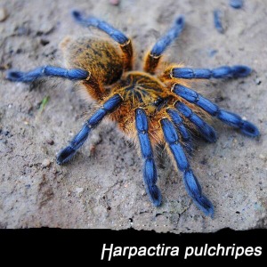 골든블루렉 바분 유체 (Harpactira pulchripes)