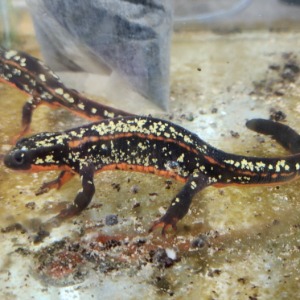 고퀄리티!!!금박이 뉴트 A등급 Okinawa sword-tail newt (Cynops e.popei)