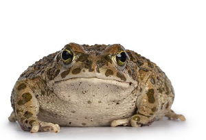 그린토드 Green toad